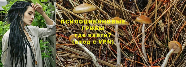ГАЛЛЮЦИНОГЕННЫЕ ГРИБЫ Аркадак